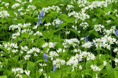 Wild Garlic and Bluebells