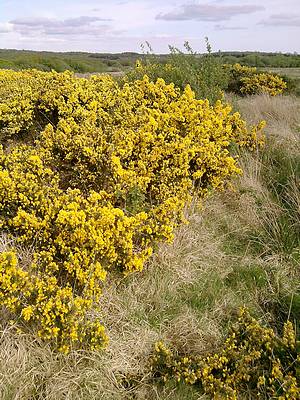 Gorse on Welshmoor Gorse on Welshmoor