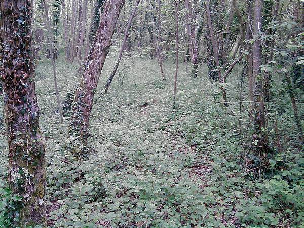 Woodland at Oxwich National Nature Reserve Woodland at Oxwich National Nature Reserve