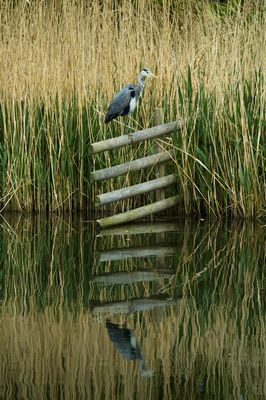 Grey Heron at the London Wetlands Centre
