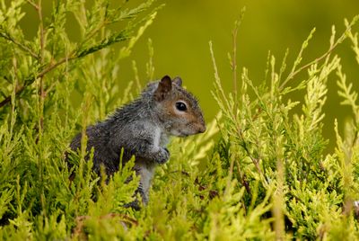 Juvenille grey squirrel after a heavy rain shower