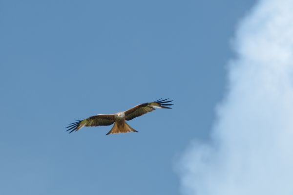 Red Kite soaring among the clouds Red Kite soaring among the clouds