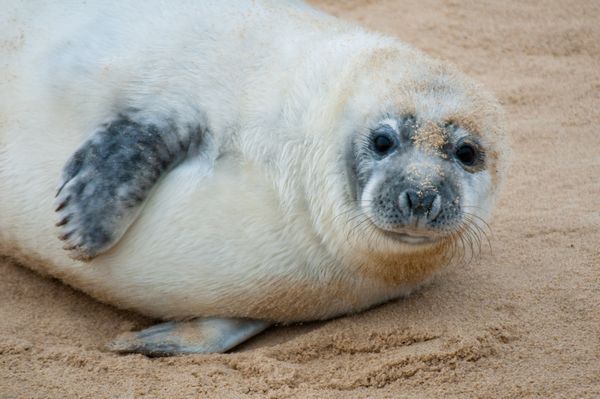 Grey seal pup, Norfolk Grey seal pup, Norfolk