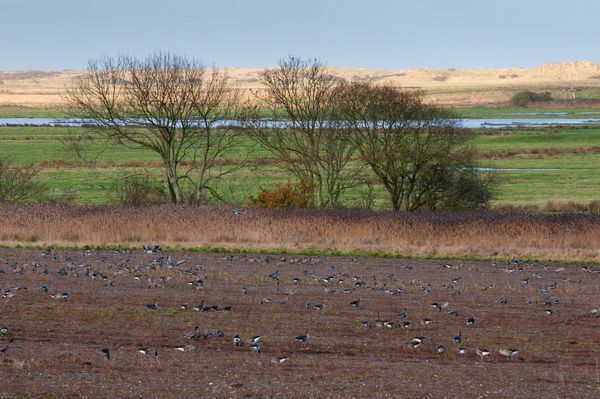 Over wintering Geese at Holkam, Norfolk Over wintering Geese at Holkam, Norfolk