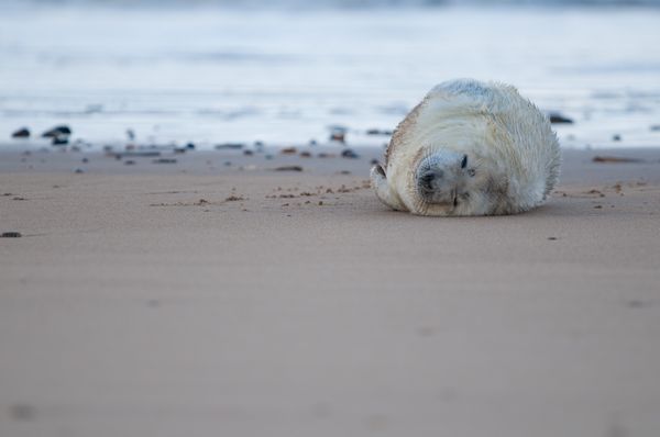 Seal pup at Blakeney Point, Norfolk Seal pup at Blakeney Point, Norfolk