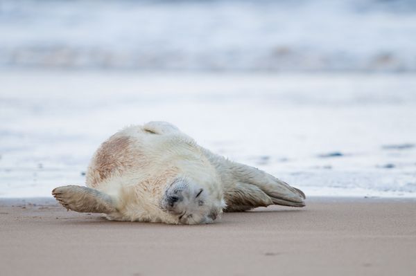 Sleeping seal pup Sleeping seal pup