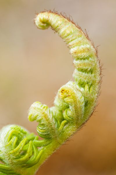 Unfurling bracken frond, Oxwich Burrows, Gower Peninsula
