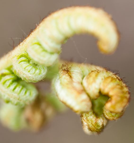 Young Braken fronds unfurling, Oxwich Burrows, Gower Peninsula