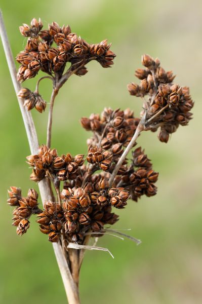 Seed head of the Bog Rush , Oxwich Burrows, Gower Peninsula
