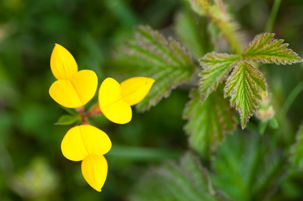 Bird's Foot Trfoil or a form of Vetch, Oxwich Burrows, Gower Peninsula