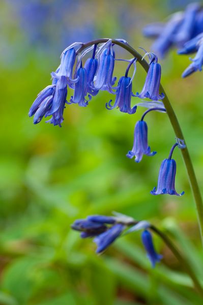 Blubells, Ilston Valley, Gower Peninsula Blubells, Ilston Valley, Gower Peninsula