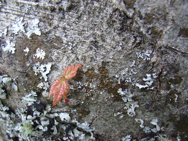 New leaves and Lichen on bark, Clyne Gardens, Swansea New leaves and Lichen on bark, Clyne Gardens, Swansea