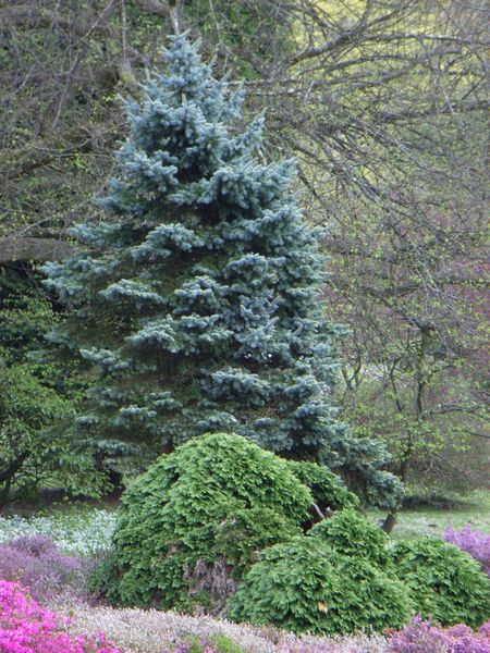 Clyne Gardens, Swansea Clyne Gardens, Swansea