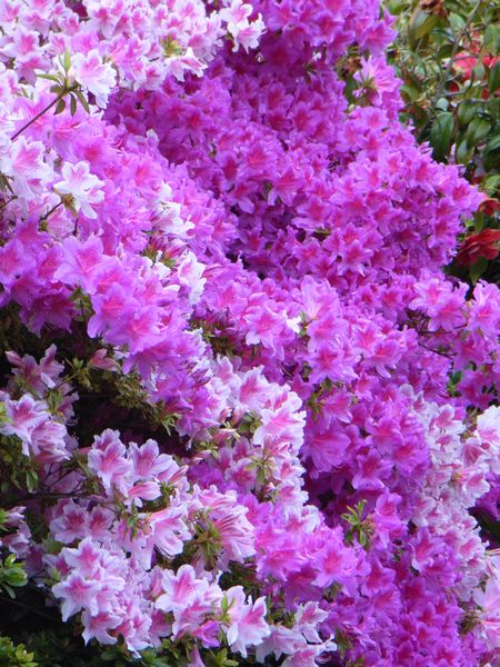 Azaleas, Clyne Gardens, Swansea Azaleas, Clyne Gardens, Swansea