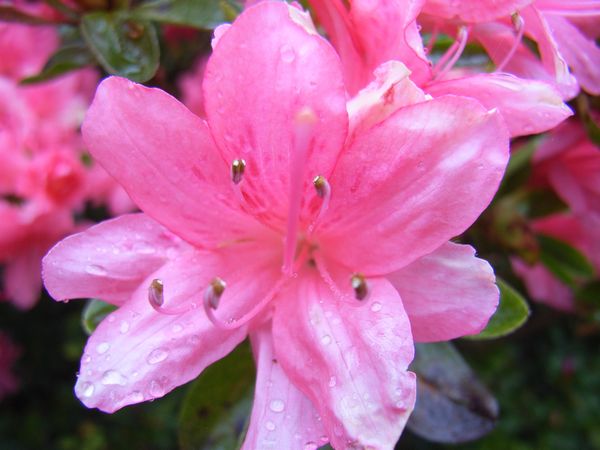 Azalea flower close up, Clyne Gardens, Swansea Azalea flower close up, Clyne Gardens, Swansea