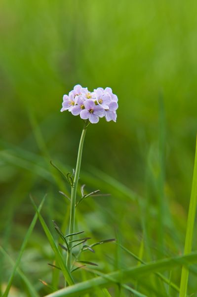 Lady's Smock or Cuckoo Flower Lady's Smock or Cuckoo Flower