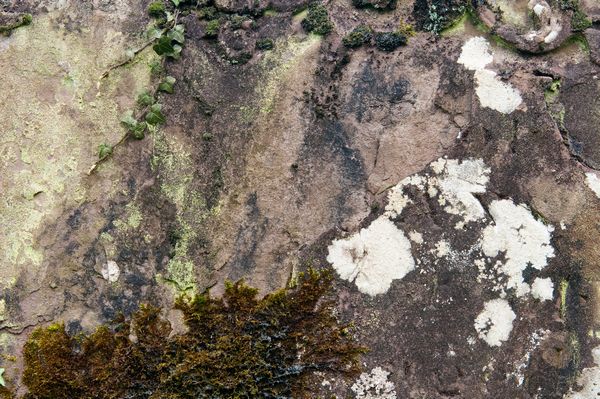 Lichen patterns on a gravestone Lichen patterns on a gravestone