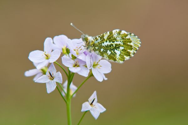 Orange tip butterfly on Cuckoo Flower Orange tip butterfly on Cuckoo Flower