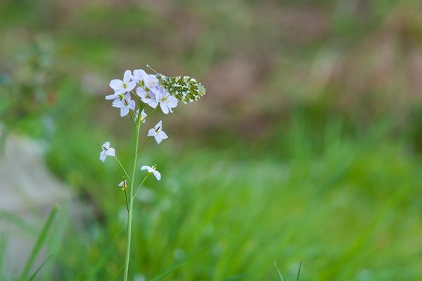 Wider view of an Orange Tip butterfly on a Cuckoo Flower Wider view of an Orange Tip butterfly on a Cuckoo Flower