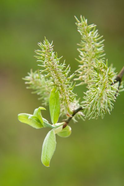 New leaves developing on a tree New leaves developing on a tree