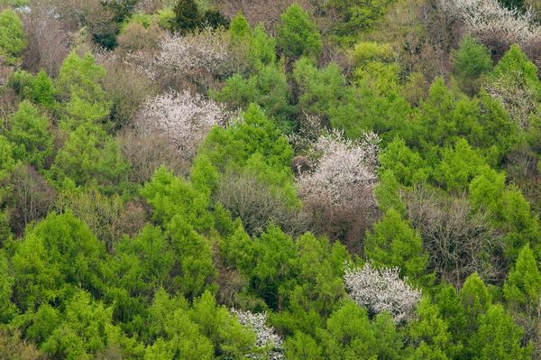 Spring growth on the Wye valley trees Spring growth on the Wye valley trees
