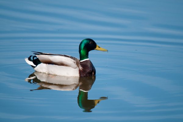 Male Mallard Duck Male Mallard Duck