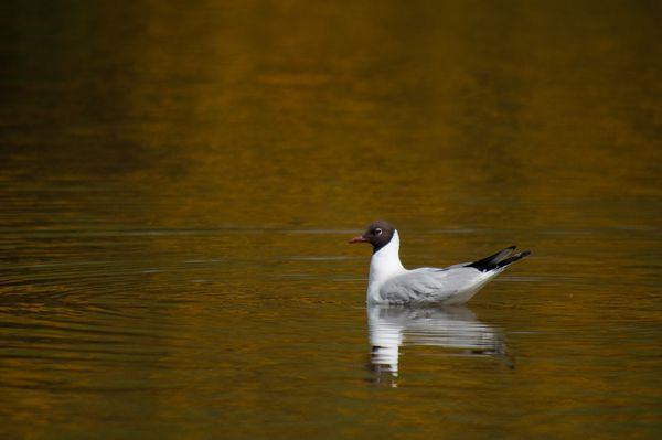 Black Headed Gull with golden reflection Black Headed Gull with golden reflection