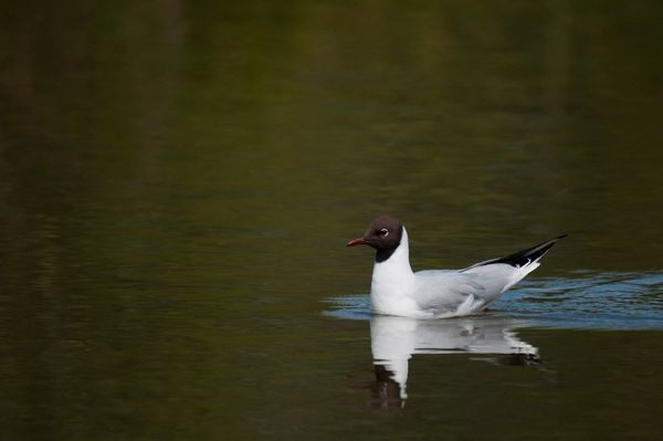 Black Headed Gull Black Headed Gull