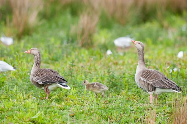 Greylag Geese Family Greylag Geese Family