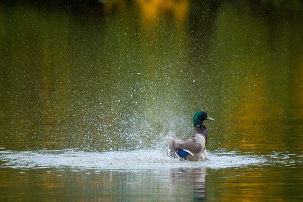 Male Mallard Duck bathing Male Mallard Duck bathing