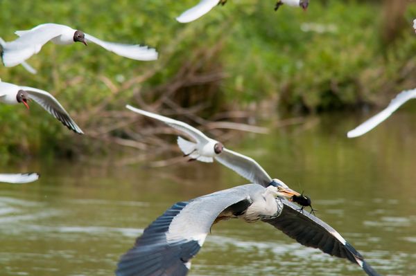 Heron and Moorhen chick mobbed by Black Headed Gulls Heron and Moorhen chick mobbed by Black Headed Gulls