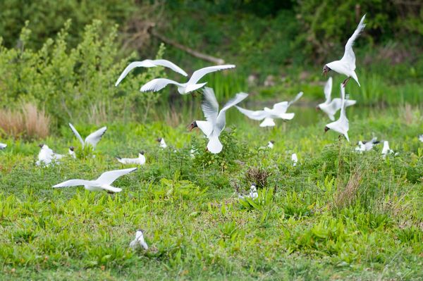 Black Headed Gull colony scene Black Headed Gull colony scene