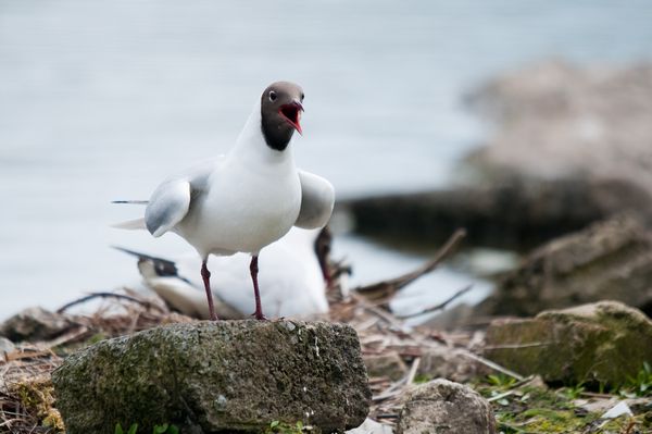 Black Headed Gull calling, WWT National Wetlands Centre Wales Black Headed Gull calling, WWT National Wetlands Centre Wales