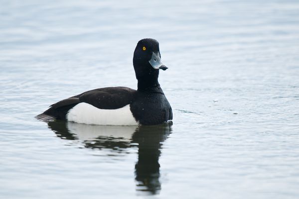 Male Tufted Duck Male Tufted Duck