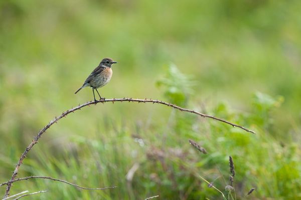 Female Stonechat, Deer Park, Martin's Haven