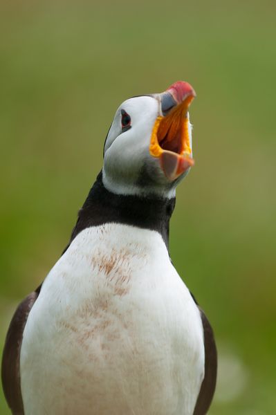 Puffin yawning, Skomer Island, Pembrokeshire