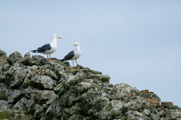 Great Black backed gulls, Skomer Islands
