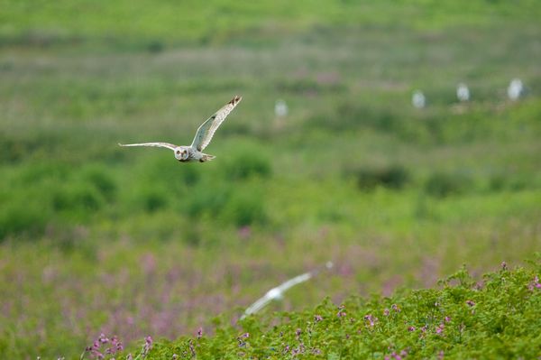 Short-eared Owl hunting, Skomer Island