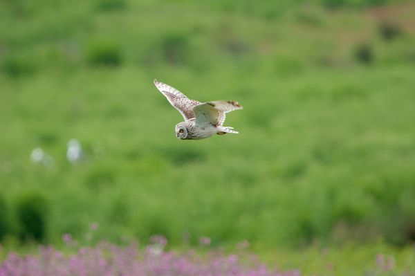 Short-eared Owl, Skomer Island