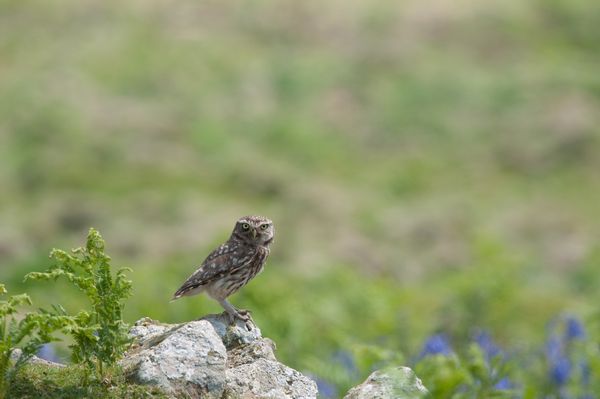 Little Owl on a stone wall, Skomer Island