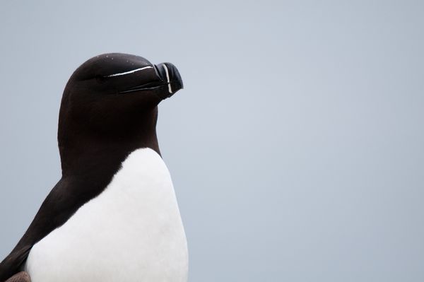 Razorbill on "Kodak Rock", Skomer, Pembrokshire