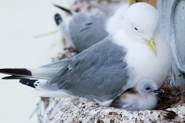 Adult Kittiwake and one chick, Mumbles Pier, Swansea