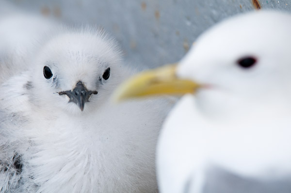 Kittiwake chick with parent, Mumbles Pier, Swansea, Gower
