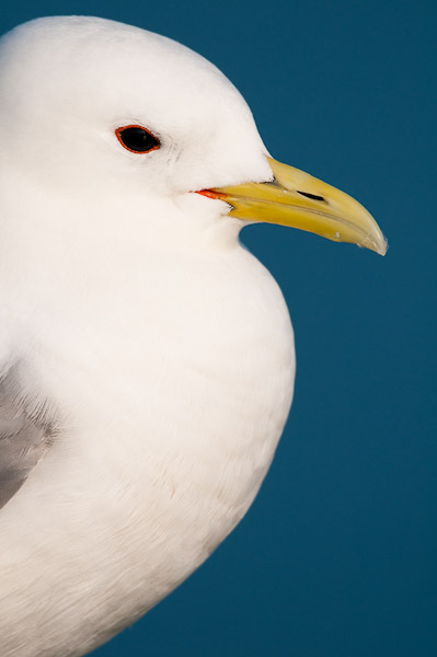 Portrait of Adult Kittiwake, Mumbles Pier, Swansea, Gower 2