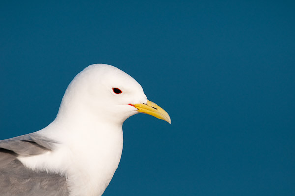 Adult Kittiwake at Mumbles Pier, Swansea, Gower 3
