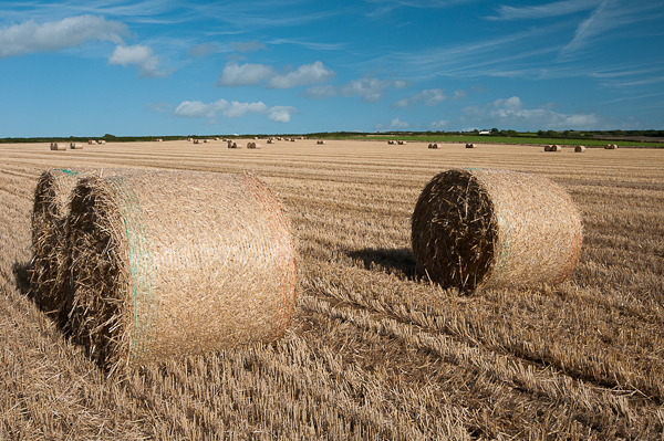 Hay Bales at Scurlage 1