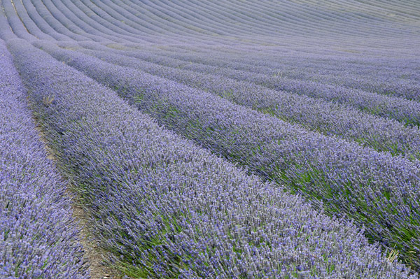 Hitchin Lavender Farm 2