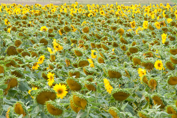 Fading sunflowers at Hitchin Lavender Farm