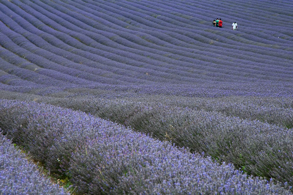 Hitchen Lavender Farm 1