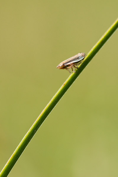 Common Froghopper on a grass stem